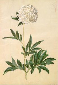 Paeonia lactiflora (jedwabnik) autorstwa Hans Simon Holtzbecker