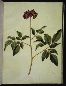 Piwonia męska (róża-silkeplante) autorstwa Hans Simon Holtzbecker