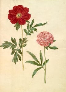 Paeonia officinalis (bonderoza) autorstwa Hans Simon Holtzbecker