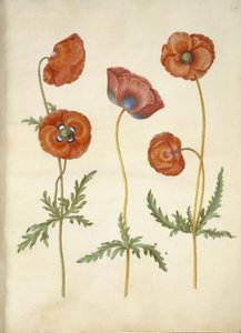 Papaver rhoeas (mak zbożowy) autorstwa Hans Simon Holtzbecker