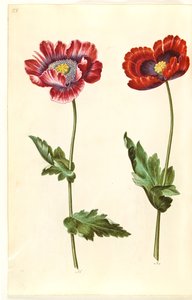 Mak lekarski (mak lekarski) autorstwa Hans Simon Holtzbecker