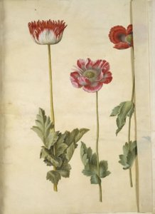 Mak lekarski (mak lekarski) autorstwa Hans Simon Holtzbecker
