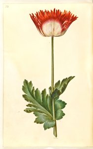 Mak lekarski (mak lekarski) autorstwa Hans Simon Holtzbecker