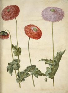 Mak lekarski (mak lekarski) autorstwa Hans Simon Holtzbecker