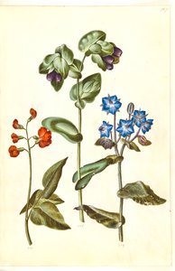 Phaseolus coccineus (fasola pospolita); Cerinthe major (Wielka Woskowa); Borago officinalis (ogórecznik zwyczajny) autorstwa Hans Simon Holtzbecker
