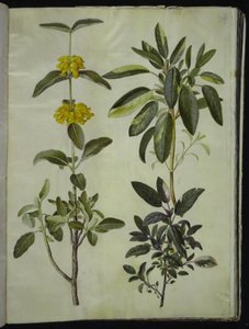Phlomis fruticosa (lwia paszcza pospolita); Salvia officinalis (szałwia) autorstwa Hans Simon Holtzbecker