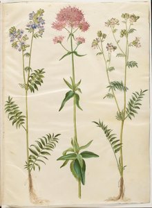 Polemonium caeruleum (powszechna drabina Jakubowa); Centranthus ruber (kołek z czerwonymi zarodnikami) autorstwa Hans Simon Holtzbecker