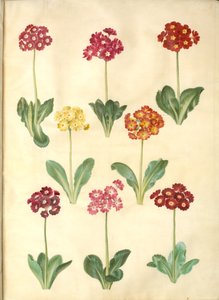 Pierwiosnek ×pubescens (mają-aurikel) autorstwa Hans Simon Holtzbecker
