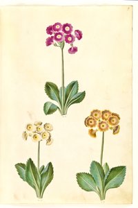 Pierwiosnek ×pubescens (mają-aurikel) autorstwa Hans Simon Holtzbecker