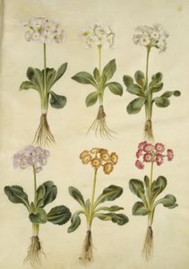 Pierwiosnek ×pubescens (mają-aurikel) autorstwa Hans Simon Holtzbecker