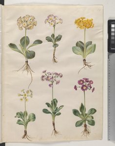 Pierwiosnek ×pubescens Wulfen (z uszami) autorstwa Hans Simon Holtzbecker
