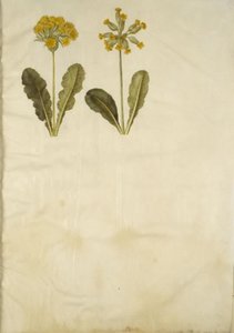Primula veris (hybryda cowpea z wydrążoną szyjką); Primula veris (Cowpea z wydrążoną szyjką) autorstwa Hans Simon Holtzbecker