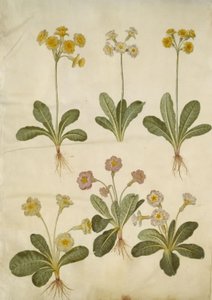 Primula veris (hybryda cowpea z wydrążoną szyjką); Primula vulgaris (hybryda cowpea wielkokwiatowa) autorstwa Hans Simon Holtzbecker