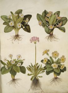 Primula vulgaris (hybryda pierwiosnka wielkokwiatowego); Primula farinosa (Cowpea Kwitnąca) autorstwa Hans Simon Holtzbecker