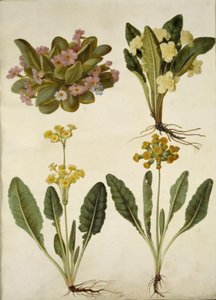 Primula vulgaris (karnawałowa krowa); Primula vulgaris (hybryda pierwiosnka wielkokwiatowego); Primula veris (hybryda cowpea z wydrążoną szyjką) autorstwa Hans Simon Holtzbecker