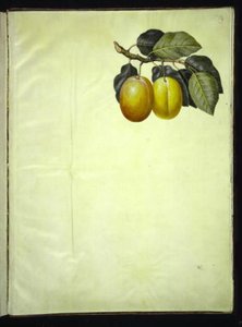 Prunus domestica (kwiat) autorstwa Hans Simon Holtzbecker