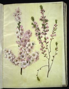 Prunus dulcis (migdał); Prunus tenella (migdał karłowaty) autorstwa Hans Simon Holtzbecker