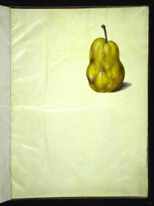 Pyrus communis (gruszka zwyczajna) autorstwa Hans Simon Holtzbecker
