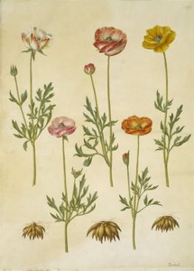 Ranunculus asiatica (ranunkel) autorstwa Hans Simon Holtzbecker