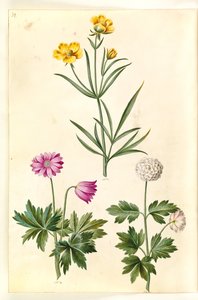 Ranunculus Illyricus (step-ranunkel); Zawilec leśny (zawilec leśny) autorstwa Hans Simon Holtzbecker