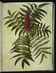 Rhus typhina (jelonek) autorstwa Hans Simon Holtzbecker
