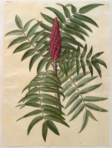 Rhus typhina autorstwa Hans Simon Holtzbecker
