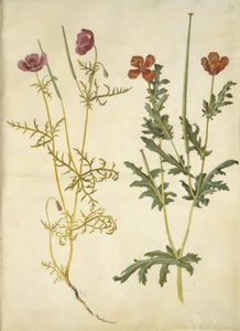 Roemeria hybrida (fioletowy hornvalmue); Glaucium horniculatum (rød hornskulpe) autorstwa Hans Simon Holtzbecker