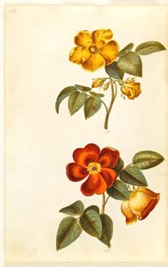 Rosa foetida (żółta róża); Rosa foetida (róża turecka) autorstwa Hans Simon Holtzbecker