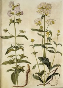 Saponaria officinalis (mydlnica lekarska) autorstwa Hans Simon Holtzbecker