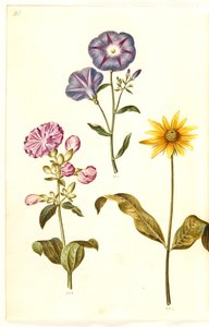 Saponaria officinalis (mydlnica lekarska); Convolvulus tricolor (spódnica panieńska); Helianthus (?) (gatunek słonecznika) autorstwa Hans Simon Holtzbecker