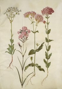 Saxifraga paniculata (skalnica skalna); Silene viscaria (ząbek smoły zwyczajnej); Silene armeria (węzeł lipowy); autorstwa Hans Simon Holtzbecker