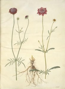 Scabiosa atropurpurea (enkeblomst) autorstwa Hans Simon Holtzbecker