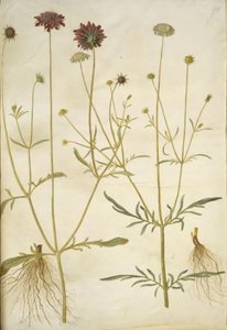 Scabiosa atropurpurea (enkeblomst); Scabiosa columbaria (dwa skabiose) autorstwa Hans Simon Holtzbecker