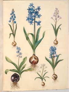 Scilla bifolia (tobladet skilla); Hiacynt orientalny (hiacynt almindelig); piękna skilla (himmelblå skilla) autorstwa Hans Simon Holtzbecker