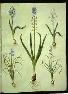 Scilla bifolia (scilla dwulistna); Muscari comosum (hiacynt zmierzchowy); Brimeura amethystina (hiacynt pirenejski) autorstwa Hans Simon Holtzbecker