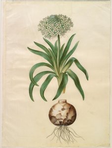 Scilla peruviana (scilla olbrzymia) autorstwa Hans Simon Holtzbecker