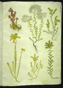 Sempervivum arachnoideum (cebula pajęczynowa); Album rozchodnika (biała rozchodnik); Akr rozchodnika (gryząca widłak); Sedum rupestre (kalnica górska); Sedum sexangulare (sześciorzędowa skalnica) autorstwa Hans Simon Holtzbecker