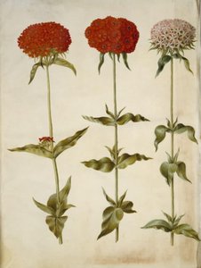Silene chalcedonica (płonąca miłość) autorstwa Hans Simon Holtzbecker