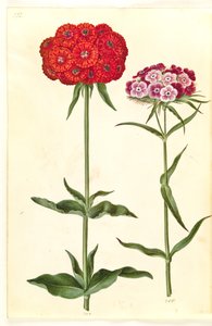Silene chalcedonica (płonąca miłość); Dianthus barbatus (goździk studencki) autorstwa Hans Simon Holtzbecker