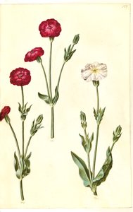 Silene coronaria (korona jeżowca) autorstwa Hans Simon Holtzbecker