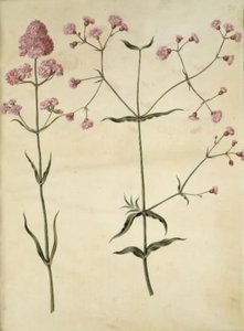 Silene viscaria (ząbek smoły zwyczajnej); Silene (korona z korka) autorstwa Hans Simon Holtzbecker