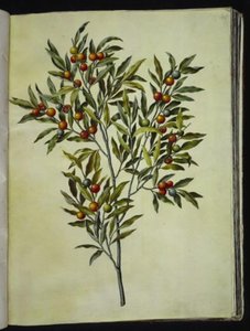 Solanum pseudocapsicum (niedźwiedź jerozolimsko-koralowy) autorstwa Hans Simon Holtzbecker
