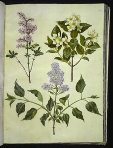 Syringa ×persica (szczaw perski); Philadelphus coronarius (pachnące drzewo fajkowe); Syringa vulgaris (szczaw zwyczajny) autorstwa Hans Simon Holtzbecker