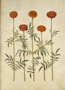 Tagetes patula (aksamitny kwiat z poprzeczką) autorstwa Hans Simon Holtzbecker