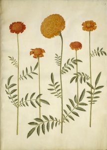 Tagetes patula (aksamitny kwiat z poprzeczką); Aksamitka erekcji (wyprostowany aksamitny kwiat) autorstwa Hans Simon Holtzbecker