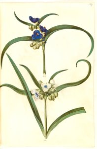 Tradescantia virginiana eller Tradescantia ohiensis (?) (blomsterjøde) autorstwa Hans Simon Holtzbecker