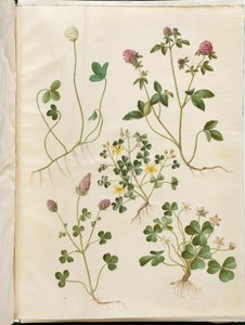 Trifolium repens (koniczyna biała); Trifolium pratense (koniczyna czerwona); Oxalis corniculata (koniczyna kwaśna); Trifolium incarnatum (koniczyna krwi); Oxalis acetosella (szczaw zajęczy)