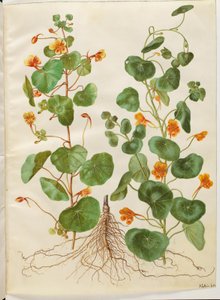 Tropaeolum minus (drobna rzeżucha) autorstwa Hans Simon Holtzbecker