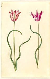 Tulipa clusiana (clusius-tulipan) autorstwa Hans Simon Holtzbecker