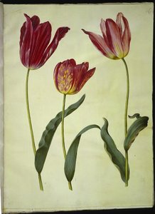 Tulipa gesneriana (tulipan) autorstwa Hans Simon Holtzbecker
